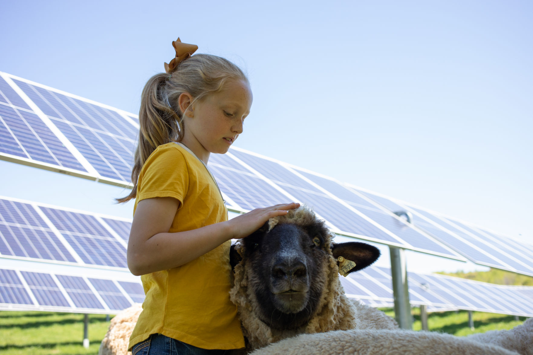 2019-04-22 Sheep farm